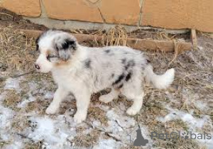 Photo №2 de l'annonce № 165555 de la vente border collie - acheter à La Grande-Bretagne annonce privée, éleveur