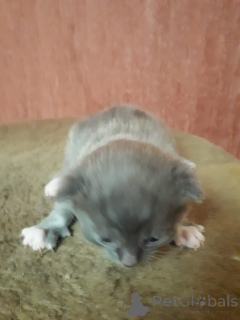 Photo №3. Chatons à vendre, âgés de 1 mois, d'un Scottish Fold. Fédération de Russie