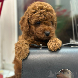 Photo №1. maltipu - à vendre en ville de Biefeld | 2800€ | Annonce №164541