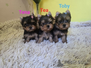 Photo №1. yorkshire terrier - à vendre en ville de Zrénjanin | négocié | Annonce №175018
