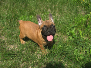 Photo №3. Fille de bouledogue français. Ukraine