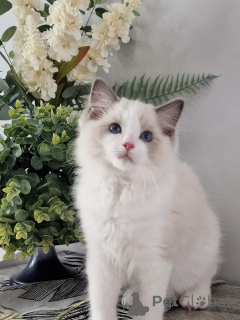 Photo №1. ragdoll - à vendre en ville de Berlin | négocié | Annonce № 155920