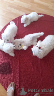 Photo №1. bichon à poil frisé - à vendre en ville de Kos | 350€ | Annonce №114382