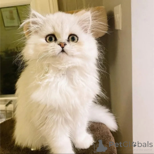 Photo №1.  - à vendre en ville de Amsterdam | Gratuit | Annonce № 162000