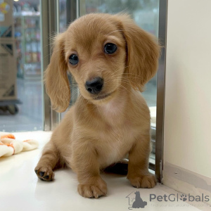 Photo №2 de l'annonce № 155816 de la vente teckel - acheter à Allemagne éleveur