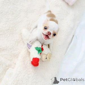 Photo №1. chihuahua - à vendre en ville de Berlin | 550€ | Annonce №165369