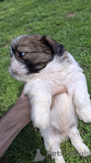 Photo №4. Je vais vendre lhassa apso, shih tzu en ville de Riga. annonce privée, de la fourrière, éleveur - prix - 800€