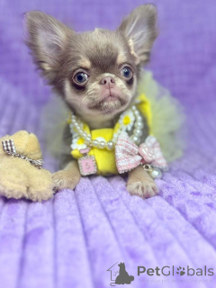 Photo №1. chihuahua - à vendre en ville de Berlin | négocié | Annonce №159134