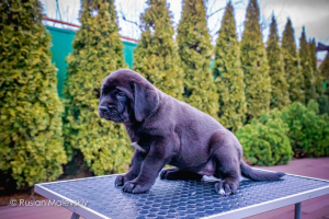 Photo №4. Je vais vendre mastiff en ville de Mariupol. annonce privée, de la fourrière - prix - 1374€