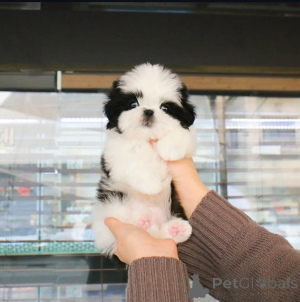 Photo №3. belle portée de chiots Shih Tzu. La finlande