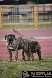Photo №3. Chiots de canari de chien de Presa Canario. Serbie
