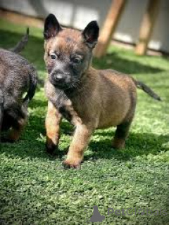 Photo №3. Chiots Berger Belge prêt à rejoindre leur nouvelle famille. France