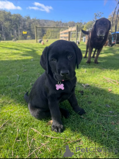 Photo №1. labrador retriever - à vendre en ville de Dielsdorf | négocié | Annonce №171690