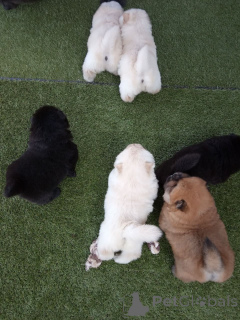 Photo №4. Je vais vendre chow-chow en ville de Forêt. annonce privée, éleveur - prix - 650€