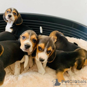 Photo №1. beagle - à vendre en ville de Berlin | négocié | Annonce №90403
