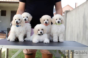 Photo №1. caniche (jouet) - à vendre en ville de Batočina | négocié | Annonce №117302