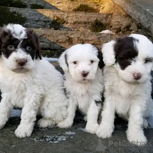 Photo №1. chien d'eau portugais - à vendre en ville de Porto | 500€ | Annonce №137946
