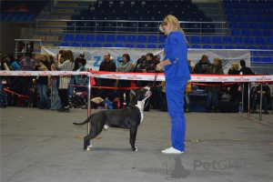 Photo №2. Service d'accouplement american staffordshire terrier. Prix - 422€