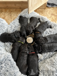 Photo №3. Noir Labradoodle-pups à acheter. Pays Bas