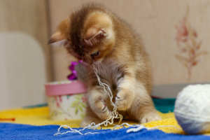 Photo №3. Chaton écossais, garçon. Biélorussie