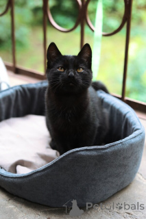 Photo №1.  - à vendre en ville de Rivière moscou | Gratuit | Annonce № 154411