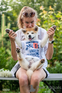 Photo №2 de l'annonce № 10264 de la vente akita (chien) - acheter à Biélorussie de la fourrière