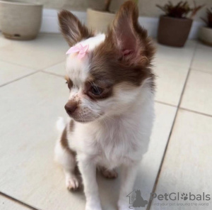 Photo №1. chihuahua - à vendre en ville de Бангкок | 757€ | Annonce №111718