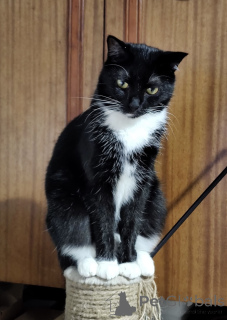 Photo №2 de l'annonce № 157486 de la vente  - acheter à Biélorussie annonce privée