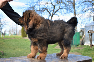 Photo №3. Grand Imperial Club propose des chiots du dogue tibétain. La Lettonie