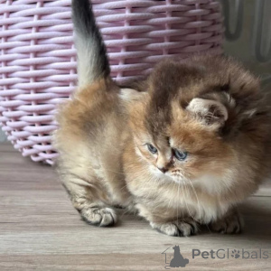Photo №1. munchkin à poil ras - à vendre en ville de Bochum | 350€ | Annonce № 176685