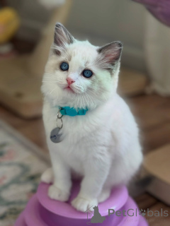 Photo №3. Des chatons Ragdoll de race pure et en bonne santé, prêts à trouver leur foyer. Pays Bas