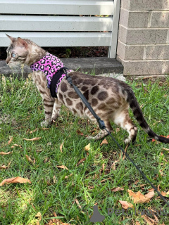 Photo №2 de l'annonce № 152642 de la vente bengal - acheter à Suisse annonce privée