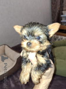 Photo №1. biewer yorkshire terrier, yorkshire terrier - à vendre en ville de Vilnius | 700€ | Annonce №159222