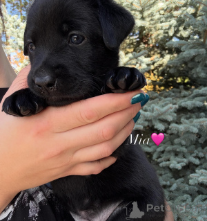 Photo №1. labrador retriever - à vendre en ville de Strasbourg | négocié | Annonce №178544