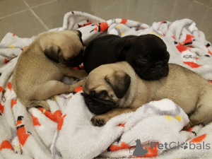 Photo №2 de l'annonce № 135289 de la vente  - acheter à Malte 