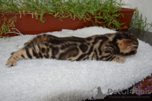 Photos supplémentaires: Magnifiques chats du Bengale.