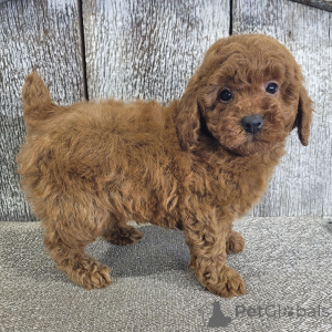 Photo №4. Je vais vendre caniche (jouet) en ville de Fracasse. annonce privée - prix - négocié