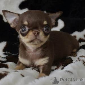 Photo №3. Wunderschöne Chihuahua-Welpen suchen ein liebevolles neues Zuhause. Allemagne