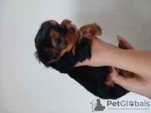 Photo №2 de l'annonce № 129553 de la vente yorkshire terrier - acheter à Slovaquie annonce privée
