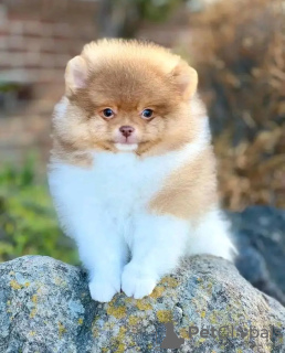 Photo №3. Woilet Formed Yorkshire Terrier. Pays Bas