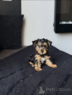 Photo №2 de l'annonce № 176121 de la vente biewer yorkshire terrier - acheter à USA éleveur