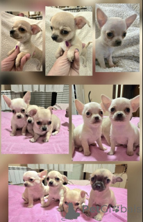 Photo №1. chihuahua - à vendre en ville de Zrénjanin | négocié | Annonce №168864