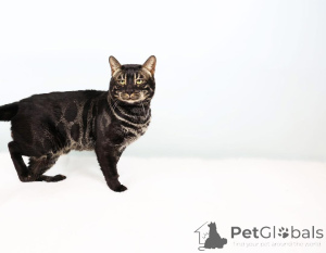 Photo №1.  - à vendre en ville de Wels | 750€ | Annonce № 153408