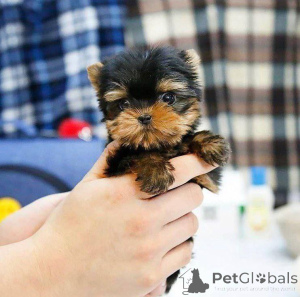 Photo №2 de l'annonce № 163973 de la vente yorkshire terrier - acheter à La finlande annonce privée, de l'abri