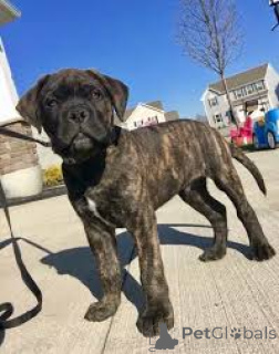 Photo №3. Chiots taureaux. Suisse