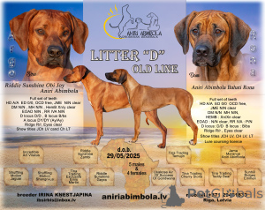 Photo №1. chien de rhodésie à crête dorsale - à vendre en ville de Riga | 1500€ | Annonce №146124