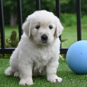 Photo №1. golden retriever - à vendre en ville de Manchester | 1000€ | Annonce №165700