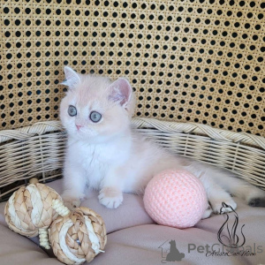 Photo №3. Chatons écossais mâles et femelles à adopter. Pays Bas