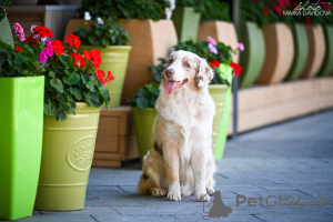 Photo №3. Berger américain miniature. Pologne