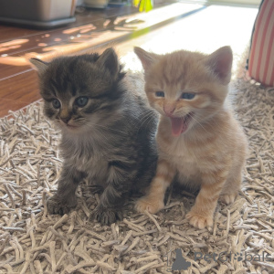 Photo №1. maine coon - à vendre en ville de Murau | 385€ | Annonce № 144497